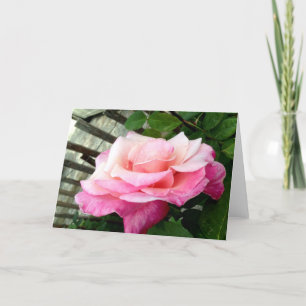 Rosa Rose Karte