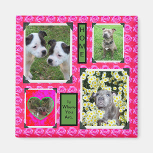 Rosa Rose Kisses mit Staffordshire Bull Terriers, Magnet