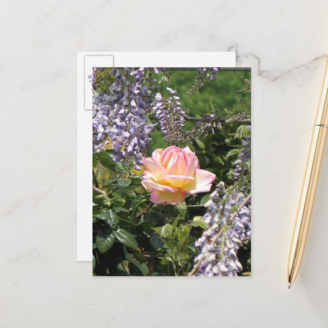 Rosa Rose - Lila Wisteria Postkarte (Vorderseite/Rückseite Beispiel)