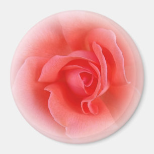 Rosa Rose Magnet