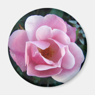 Rosa Rose Magnet