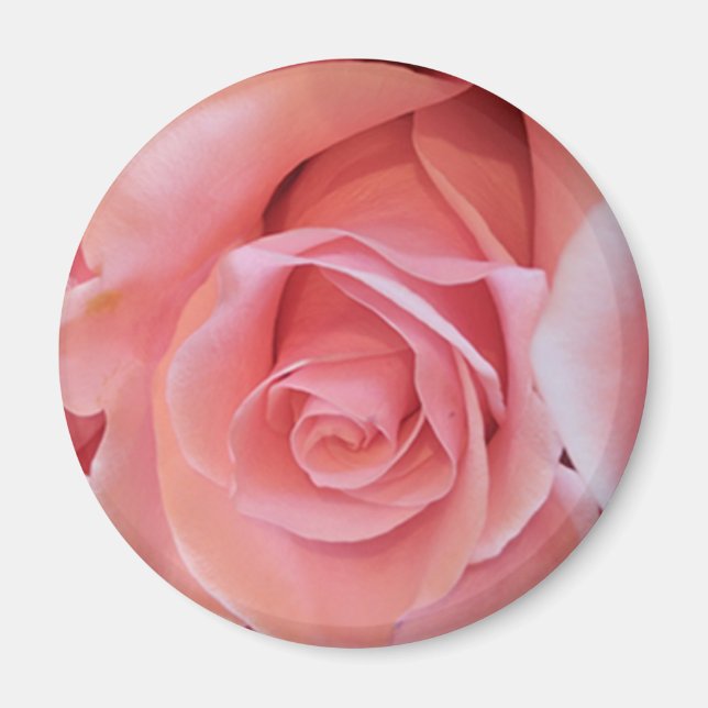 Rosa Rose Magnet (Vorne)