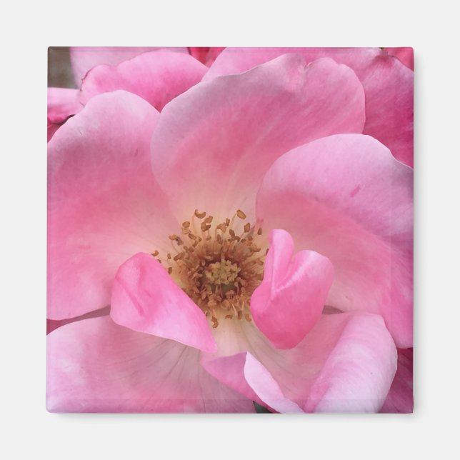 Rosa Rose Magnet (Vorne)