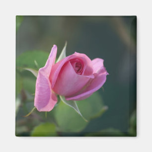 Rosa Rose Magnet