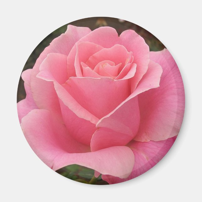 Rosa Rose Magnet (Vorne)