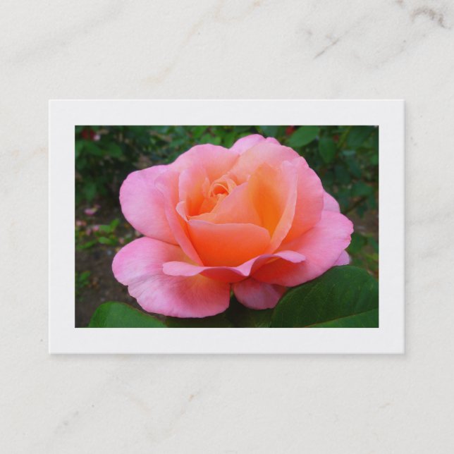 Rosa Rose, Mini-Foto Visitenkarte (Vorderseite)