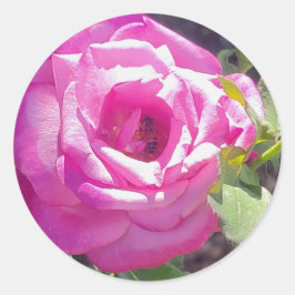 Rosa Rose mit einem Bienenkleber Runder Aufkleber