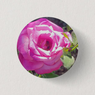 Rosa Rose mit einem Bienenknopf Button