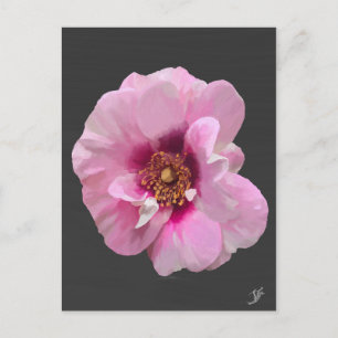 Rosa Rose mit Lila Herz - Ölgemälde Postkarte