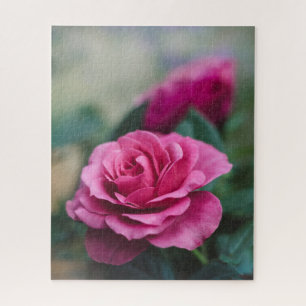 Rosa Rose mit Rosen