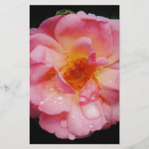 Rosa Rose mit schwarzem Hintergrund/ Taubenschlag Briefpapier
