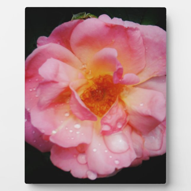 Rosa Rose mit schwarzem Hintergrund/ Taubenschlag Fotoplatte (Vorderseite)