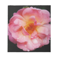 Rosa Rose mit schwarzem Hintergrund/ Taubenschlag
