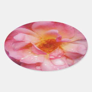 Rosa Rose mit schwarzem Hintergrund/ Taubenschlag Ovaler Aufkleber