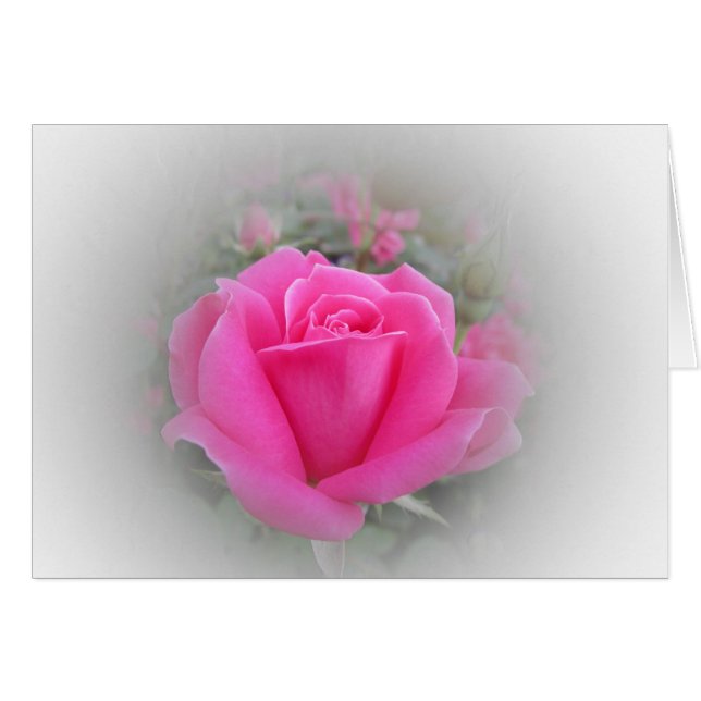 Rosa Rose mit Weiß (Vorderseite (Horizontal))