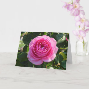 Rosa Rose "Mum in a Million", Roath Park, Cardiff Karte