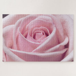 Rosa Rose Nah-up-Foto