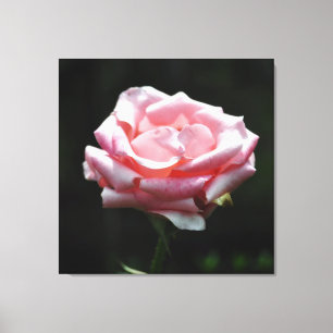 Rosa Rose Nah-up Leinwanddruck