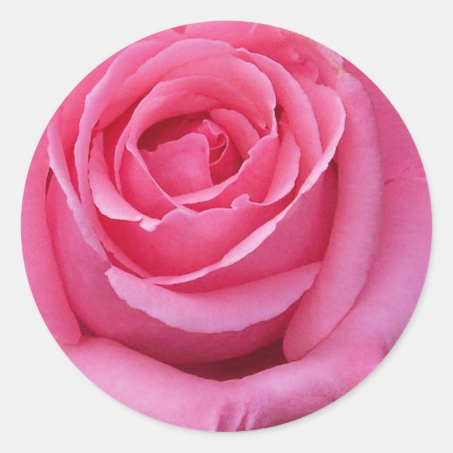 Rosa Rose Nah-up Runder Aufkleber (Vorderseite)
