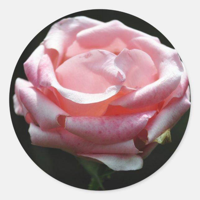 Rosa Rose Nah-up Runder Aufkleber (Vorderseite)
