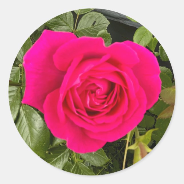 Rosa Rose Nr. 4 Runder Aufkleber (Vorderseite)