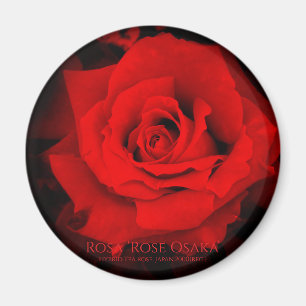 Rosa "Rose Osaka": Round Magnet