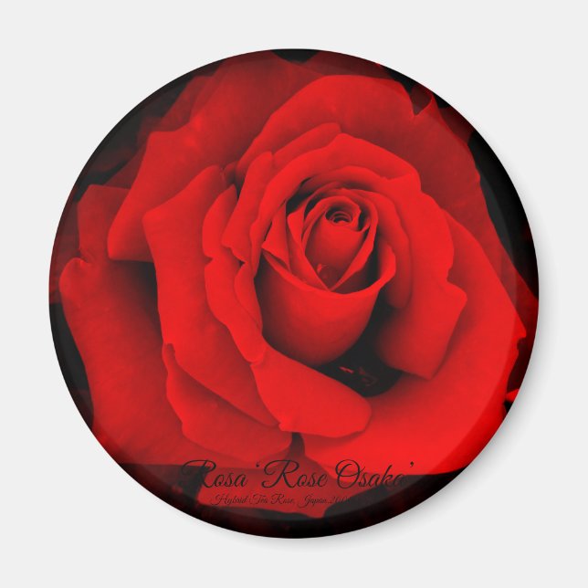 Rosa "Rose Osaka": Round Magnet (Vorne)