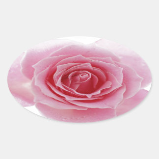 Rosa Rose Ovaler Aufkleber