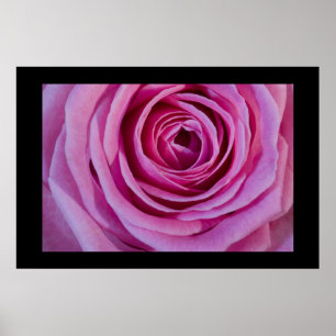 Rosa Rose Poster