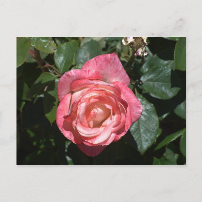Rosa Rose Postkarte (Vorderseite)