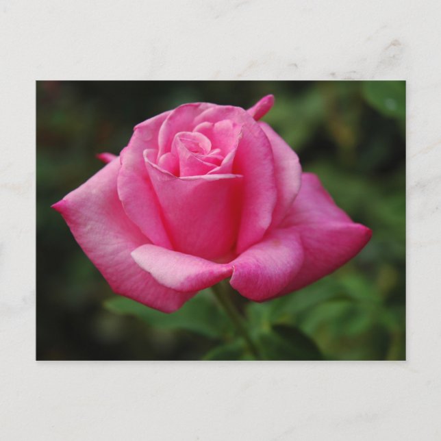 Rosa Rose Postkarte (Vorderseite)