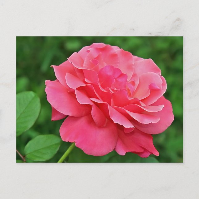 Rosa Rose Postkarte (Vorderseite)