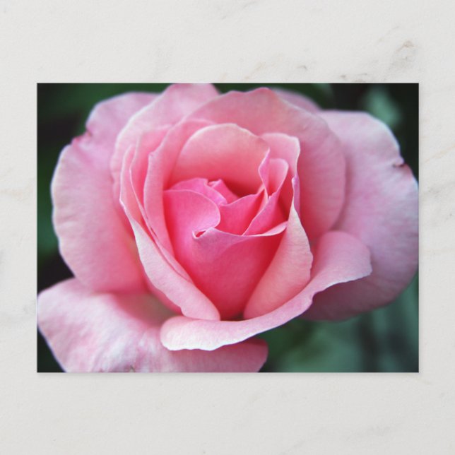 Rosa Rose Postkarte (Vorderseite)
