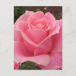 Rosa Rose Postkarte