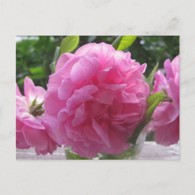 Rosa Rose Postkarte (Vorderseite)