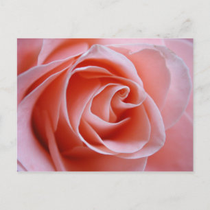 Rosa Rose Postkarte