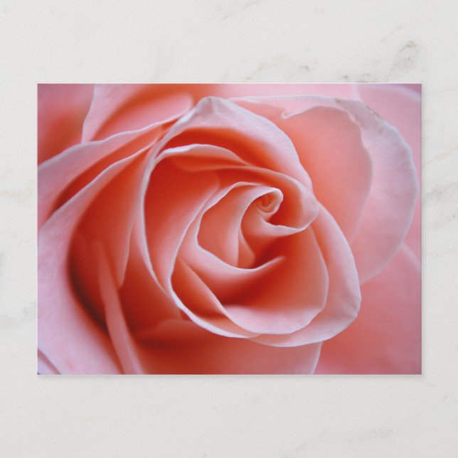 Rosa Rose Postkarte (Vorderseite)