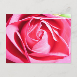 Rosa Rose Postkarte