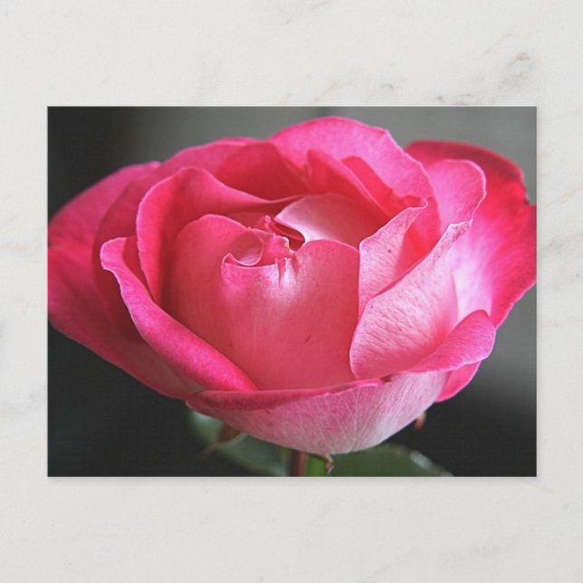 Rosa Rose Postkarte (Vorderseite)
