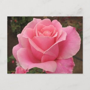 Rosa Rose Postkarte