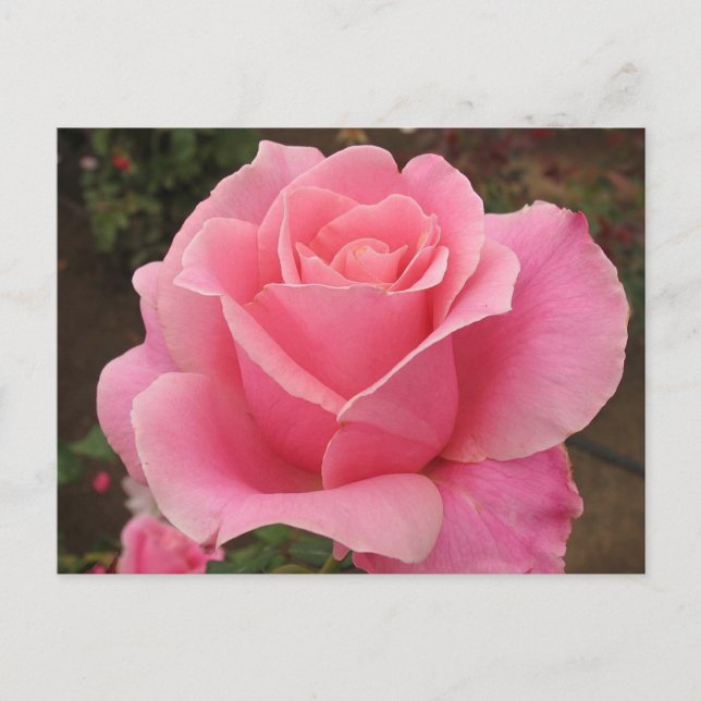 Rosa Rose Postkarte (Vorderseite)