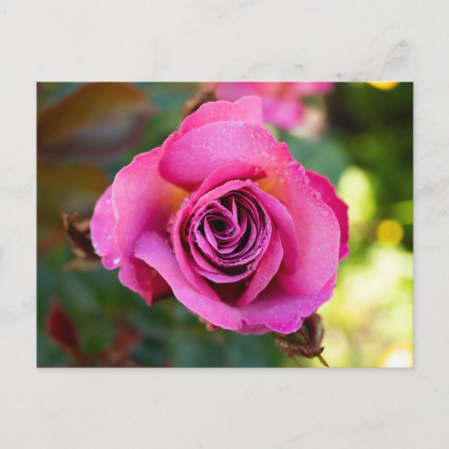 Rosa Rose Postkarte (Vorderseite)