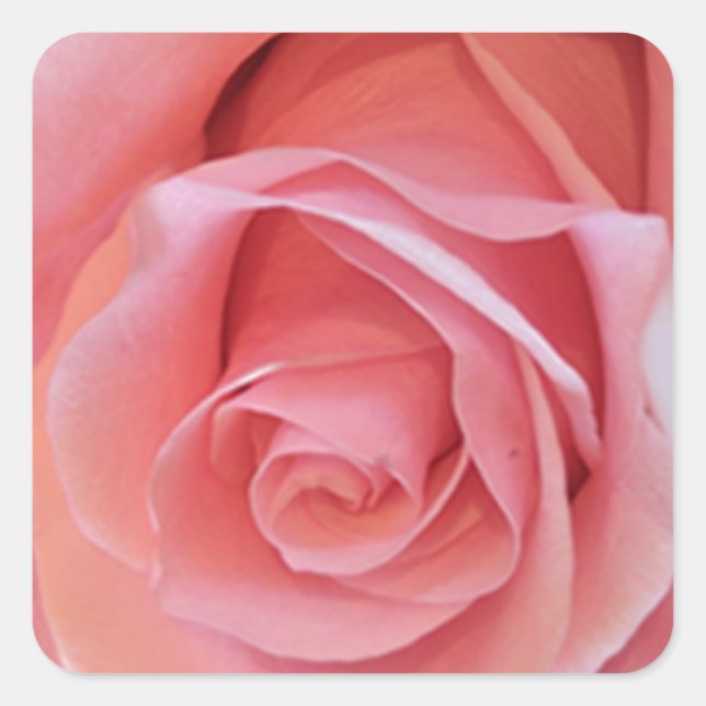 Rosa Rose Quadratischer Aufkleber (Vorderseite)
