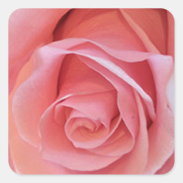 Rosa Rose Quadratischer Aufkleber
