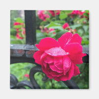 Rosa Rose Raindrops Dew Garden Gate Foto