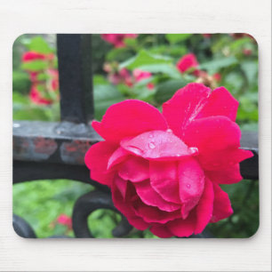 Rosa Rose Raindrops Dew Garden Gate Foto Mousepad