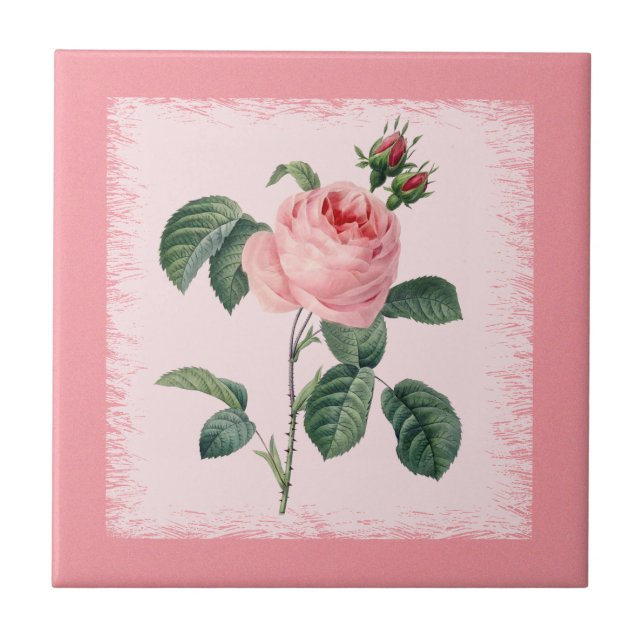Rosa Rose Redoute Keramik-Fliese Fliese (Vorderseite)