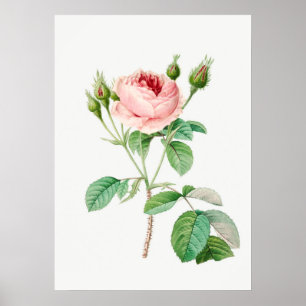 Rosa Rose Rosenknospe Vintag Botanische Illustrati Poster