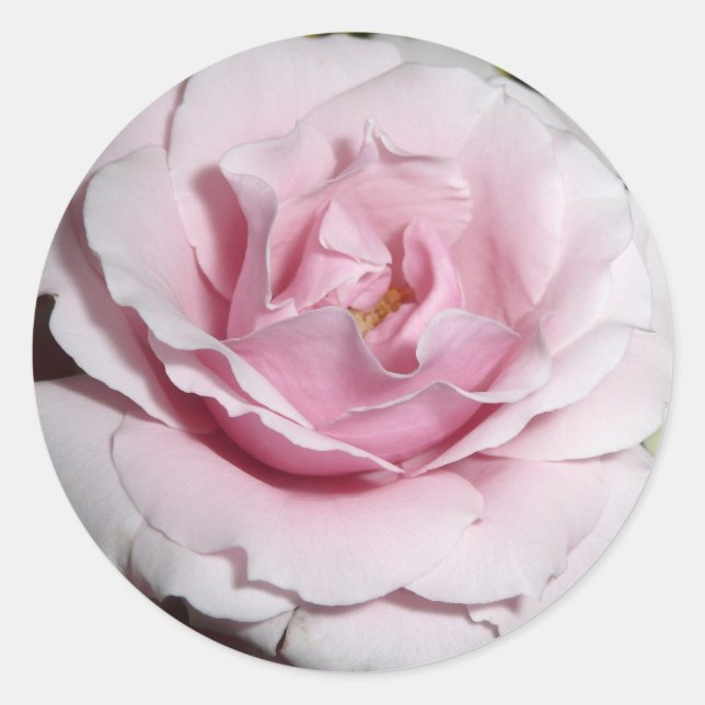 Rosa Rose Runder Aufkleber (Vorderseite)