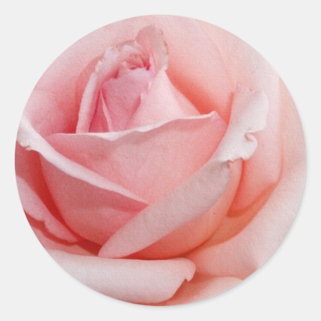 Rosa Rose Runder Aufkleber (Vorderseite)